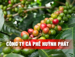 Công Ty Cà Phê Huỳnh Phát